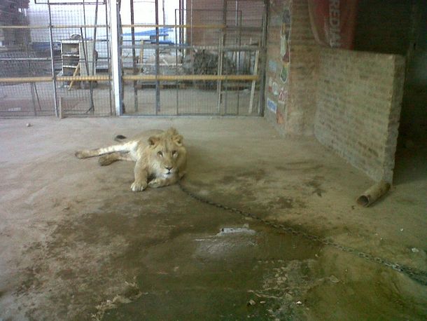Encontraron un león cuando tomaban posesión de un predio