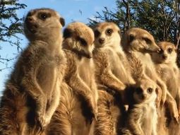 la fifa lanzo un simpatico video para el mundial de clubes la fifa lanzo un simpatico video para el mundial de clubes