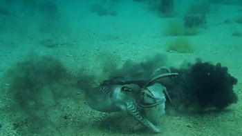 La dura pelea entre dos sepias por celos La dura pelea entre dos sepias por celos