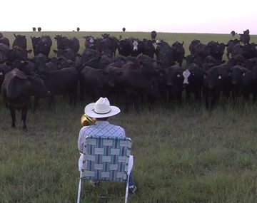 Un granjero logra recuperar sus vacas tocando el trombón