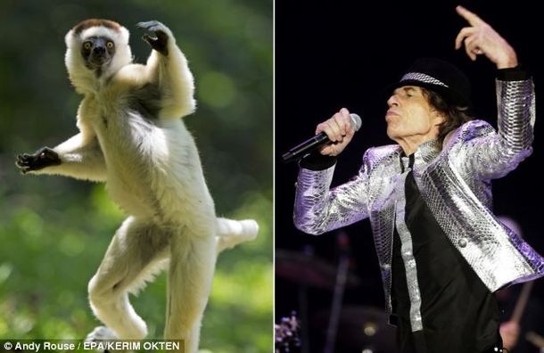 Un animal copió todos los movimientos de Mick Jagger al bailar