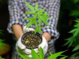 Autocultivo de marihuana. Autocultivo de marihuana.