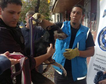 Maltrato animal: rescataron dos perros en Boedo