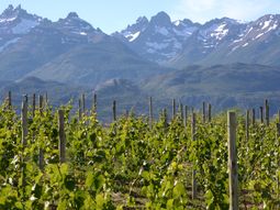 La fiesta de los Viñedos vuelve en marzo La fiesta de los Viñedos vuelve en marzo