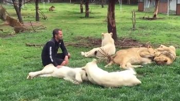 video: un tigre salvo a un hombre de ser atacado por un leopardo video: un tigre salvo a un hombre de ser atacado por un leopardo