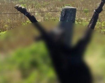 Horror en San Luis: mataron y crucificaron a un perro