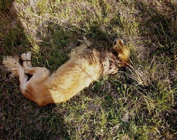 El perro fue abandonado atado a la intemperie