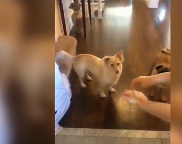 El video de cómo le avisan a una perra sorda que va a salir a caminar resurgió en Twitter