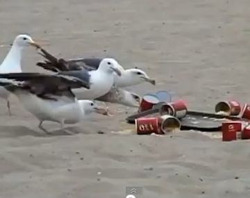 Una travesura con gaviotas que provocó un atentado ambiental