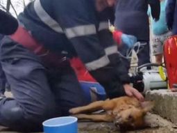 Un bombero salvo a un perro haciéndole resucitación Un bombero salvo a un perro haciéndole resucitación