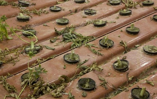 Encuentran 340 kilos de marihuana escondidos en un túnel de Roma