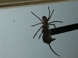 La araña cazó a una rata más grande que ella La araña cazó a una rata más grande que ella