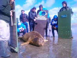 liberaron al elefante marino que habia quedado atrapado en san fernando liberaron al elefante marino que habia quedado atrapado en san fernando