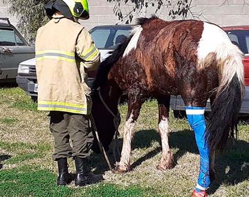 Dramático rescate de un caballo atrapado en una boca de tormenta