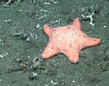 Investigadores del CONICET hallan otra estrella culona y bromean: No hizo mucho ejercicio