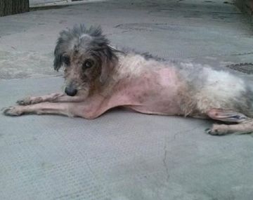 Gentileza Diario de Cuyo.