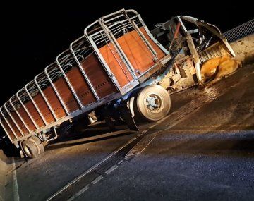 Choque en puente Rosario-Victoria de un camión con ganado: una chica fue embestida por un toro