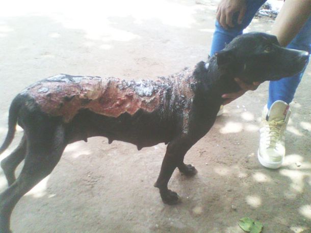 Horror: le tiraron ácido a una perra