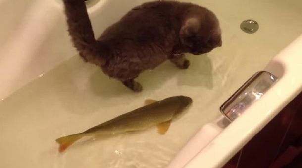 El video prohibido de la relación amistosa entre un gato y un pez en la bañadera