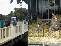 un tigre entre scioli y massa un tigre entre scioli y massa