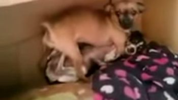 un perro que descubren teniendo sexo un perro que descubren teniendo sexo