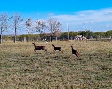Retenían como mascotas a cinco ciervos en Entre Ríos