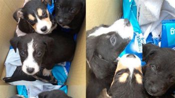 encontraron a seis perritos dentro de un container de basura en villa santa rita encontraron a seis perritos dentro de un container de basura en villa santa rita