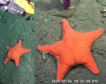 Estrella de mar culona: qué se sabe de la especie encontrada en Mar del Plata