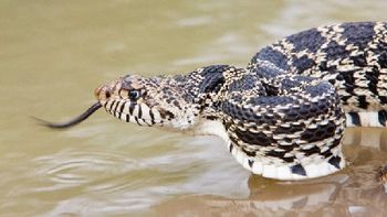 se escaparon mas de 60 viboras venenosas de un serpentario se escaparon mas de 60 viboras venenosas de un serpentario