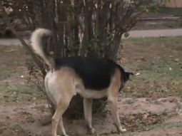 mata perros con salchichas con clavos mata perros con salchichas con clavos