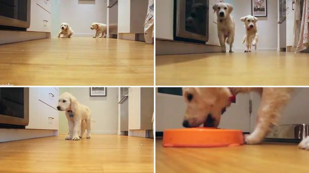 Viral del día: mirá el crecimiento de dos perros golden retrievers