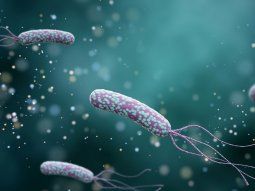 Alertan por los riesgos del Helicobacter pylori, una bacteria silenciosa que afecta al 50 por ciento de los argentinos
