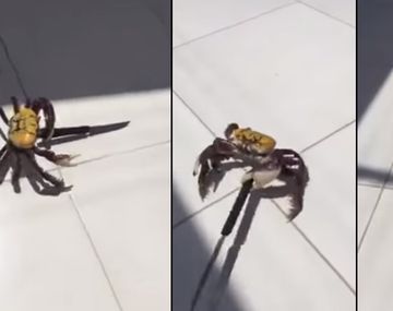 Un cangrejo de armas tomar