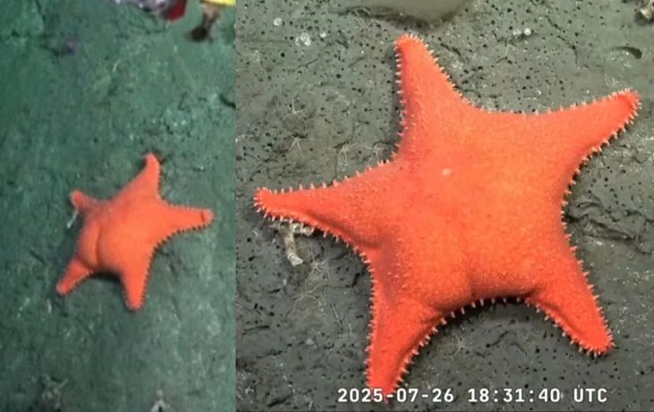 Estrella de mar culona: qué se sabe de la especie encontrada en Mar del Plata