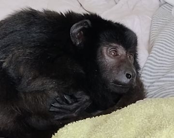 Desbaratan fiesta con drogas y un mono: el organizador se agarró a piñas con la Policía