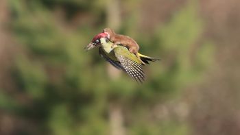 una comadreja volo sobre un pajaro carpintero una comadreja volo sobre un pajaro carpintero