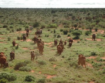 Google crea mapas satelitales para evitar la caza de elefantes