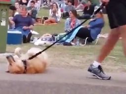 Un perro que no quería irse de la plaza se volvió viral
