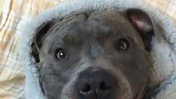 pura ternura: perro sonrie cuando le dan un chupete pura ternura: perro sonrie cuando le dan un chupete