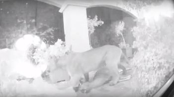 Una pareja filmó el ataque de un puma a un ciervo Una pareja filmó el ataque de un puma a un ciervo