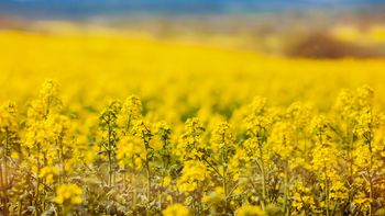 La colza es uno de los principales cultivos de invierno. La colza es uno de los principales cultivos de invierno.