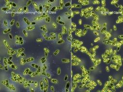 presentan un celular que protegera de las bacterias presentan un celular que protegera de las bacterias