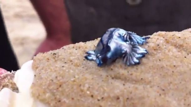 Todos opinan: ¿Qué es esta extraña criatura?