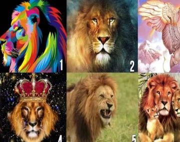 Test viral: el león que elijas revelerá qué tipo de pareja necesitás