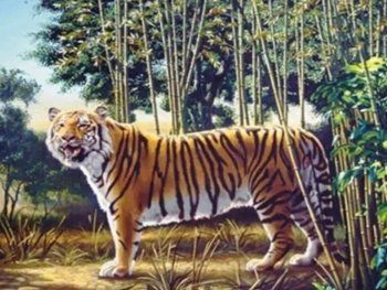 Desafío viral: encontrá al segundo tigre en esta ilusión óptica
