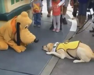 Viral del día: mirá la tierna reacción de un perro guía cuando conoció a Pluto