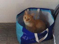Mar del Plata: le balearon al gato en la trompa y vende una rifa para operarlo