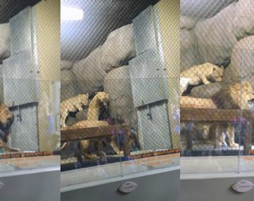 Horror en un zoológico de Oregon después de que le cortaran la cola a un león