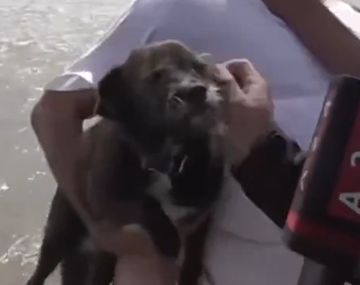 Un hombre de Bahía Blanca le puso Feinmann a su perro y Novaresio reaccionó: Es más lindo que...