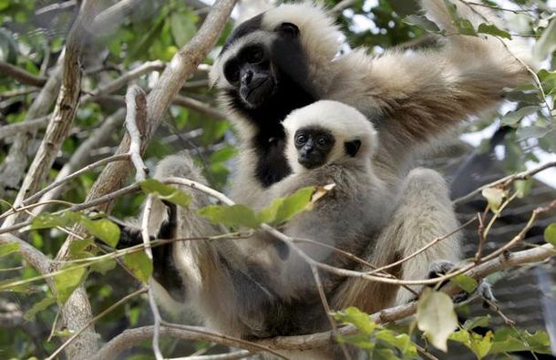 Peligro: el mono más raro del mundo podría extinguirse